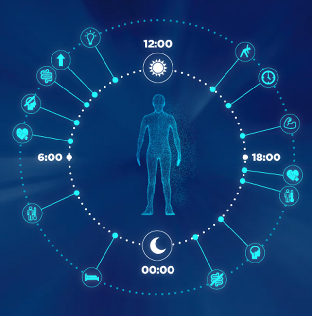 ritmo circadiano, alternanza sonno veglia